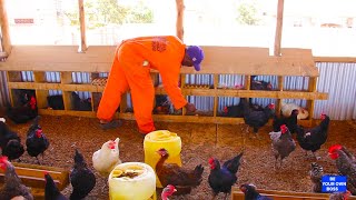 Togema Nkoko Nganda Zijja Kufa; Don't Vaccinate Local Chickens, They Will Die, Seek Doctor's Advice