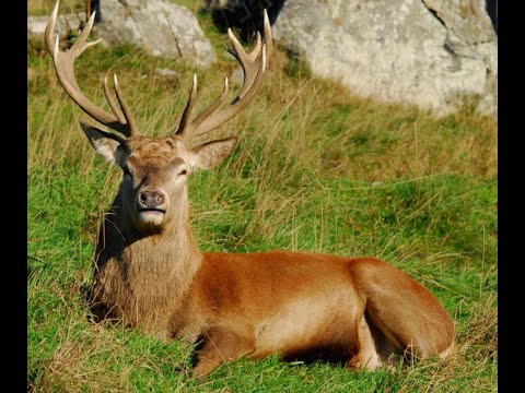 Documental DE animales EXÓTICOS / gran DOCUMENTAL de animales SALVAJES