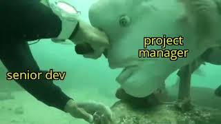 Project Manager vs Senior Developer
