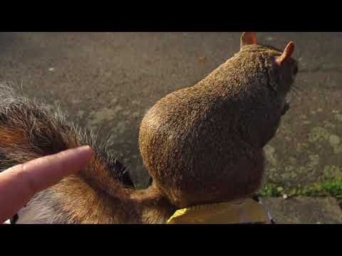 Cute Squirrel Lets Me Stroke It