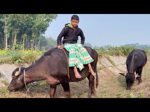 Buffalo Video Shepherd Boy Is Feeling Relaxed In Bright Day