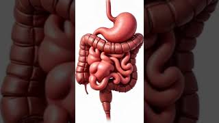 How the Large Intestine Works & Causes of Constipation#fyp