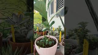 Baobab tree from seed year 2 summer update. #baobab #tree #garden