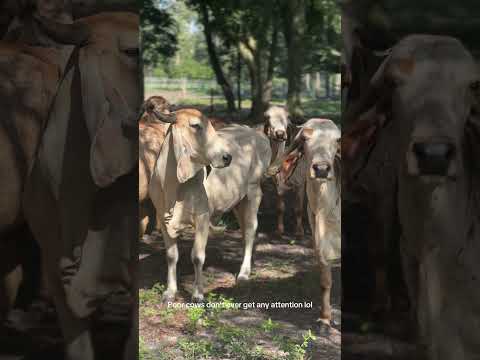 Poor Gyr cows act like they never get any attention;) #gyr #desicow #exoticcows #gir #cows