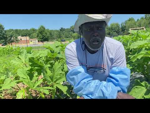 Learn How to Prune Okro for Better Yields - Part 2