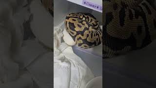🥹baby eggs 🥚 🐣 it's on😉👌 #pythonregius #ballpython #pet #exotics #petlover #reptile #snake #shorts