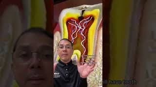 Relieving a Toothache from a Cavity with a Root Canal | In Office to Hands On Dental Training