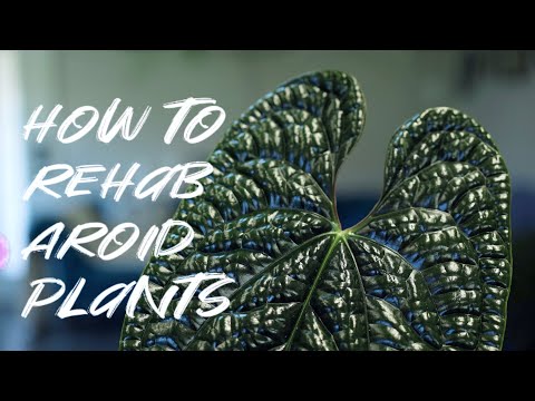 How to Rehab Rare Aroid Plants | Anthurium Luxurians | Plant Please