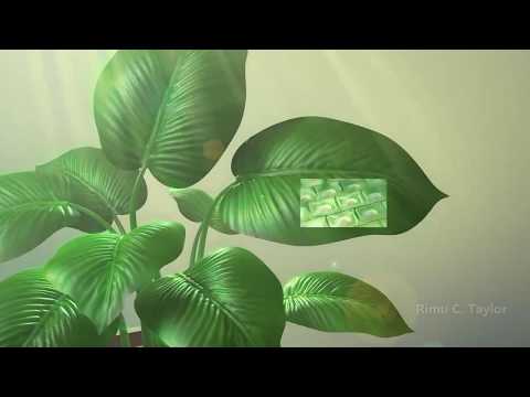 he structure of plant cells