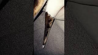 🐍🤍#snake #viralvideo #foryou #reptiles #animals #fypシ#piedballpython