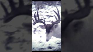 Some of the coolest albino deer footage ever captured! #bowhunting #whitetail #deerhunting #bigbuck
