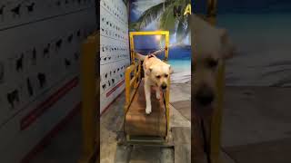 dog treadmill workout 🏋️ #artist #dog_features