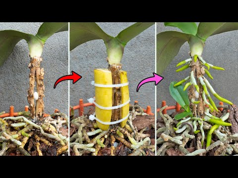 The magic potion helps dry orchid roots grow new healthy roots