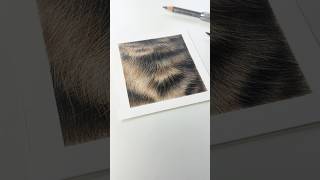 Get this in your diary! 🗓️✍🏼 (read more in description) 😍 #colouredpencil #drawing #cat