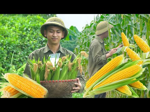 Living off the grid - harvesting corn to sell at the market
