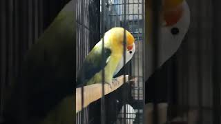 happy rainy day #lovebird #birdslover #foryou #lovebirdmania #cute #couple #birdlove #business #cute