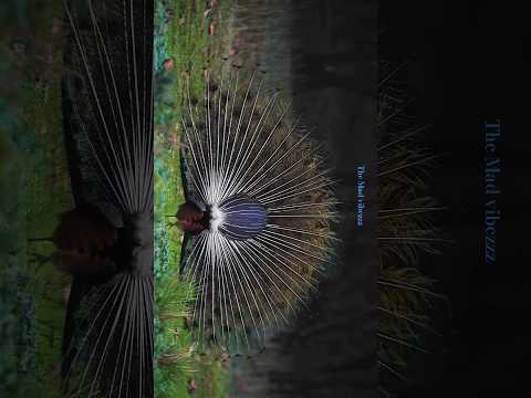 Follow Nature Love 💚💙🖤 #peacock