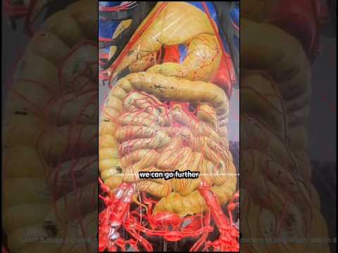 Human body organ ~ science ~ biology      #shorts #science