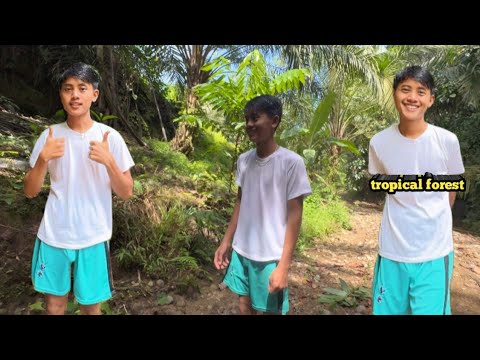 tropical forest