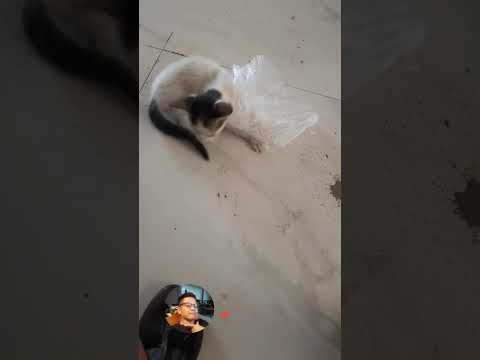 hahaha #shortvideo #funny #relievestress