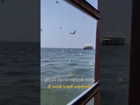 நீ உன் சிறகை விரிக்கும் வரை,நீ எட்டும் உயரம் யாரறிவார்?🕊️