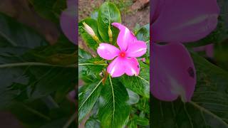 Beauty of Rajshahi University | Bangla vlog video