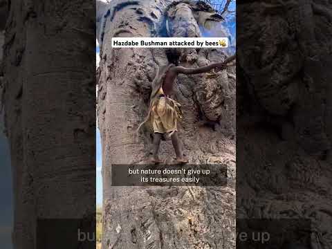 Hadzabe Bushman Climbs Giant Baobab Tree for Honey but Gets Attacked by Bees! 🐝🌳 #shorts