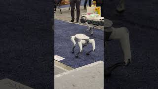 DEEPRobotics Robot dog at CES #ces #robot  #robotdog
