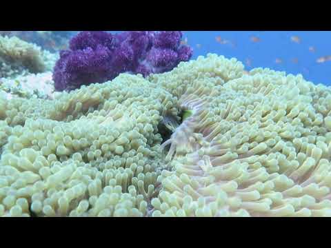 Clown Fish Play Among Sea Anemones
