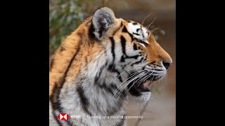 Roaring ambitions. Soaring with opportunity! #InternationalTigerDay