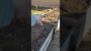 Raised garden bed irrigation system update. #gardening #diyprojects #raisedbedgardening