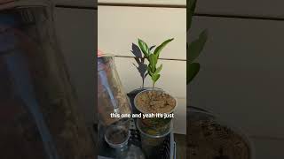 Baobab Tree Update #baobabtree #baobab #plants #plant #growth #nature #naturelovers
