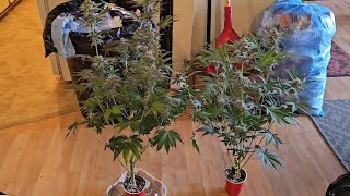 Complete Seed to Harvest & Dry Weight Solo Cup Grow, Spiderfarmer SF-2000 & 2x2 Tent 