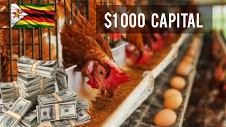 How Much Can You Make from Layers Chicken Farming in Zimbabwe Starting with $1,000 Capital
