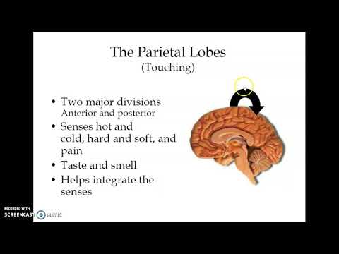 Human Brain