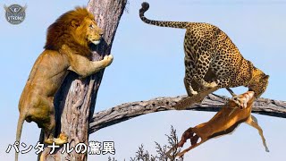 アンテイムド・パンタナル: ブラジルの隠された自然の驚異 - 動物ドキュメンタリー