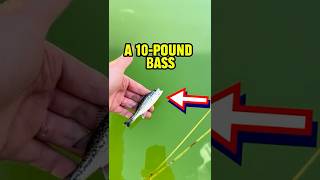 Catching MONSTER FISH on EVERY CAST??? 😱😱😱 #fishing #shorts #outdoors