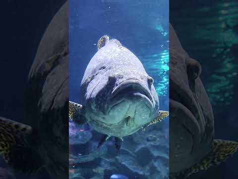 biggest fish....what are you looking punk