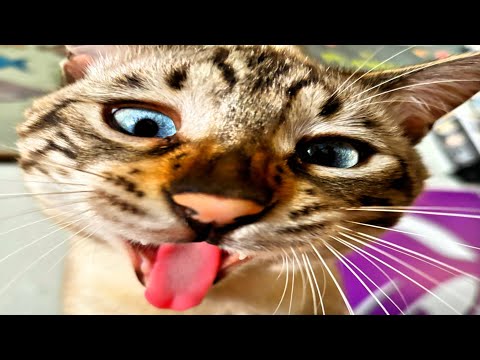 crazy cute cats compilation