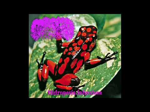 LARVA - Hidropesía infecciosa (Full EP)[Noisecore/Goregrind - 2015]