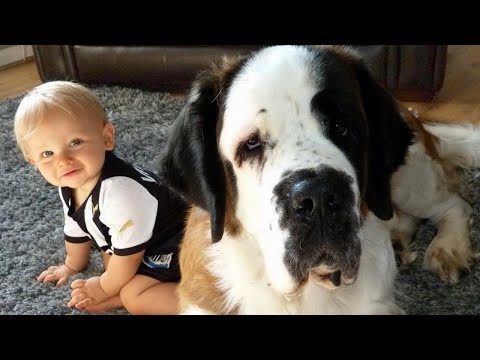 Big Dog and Baby Videos 2018