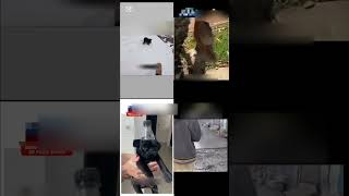 cute animals funny video trendingshorts🥰part 11#funnycomedyshort#cuteanimalsfunnyvideos#funnycomedy