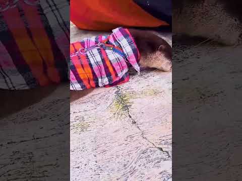 Otter walking outside #Otter #OtisOtter