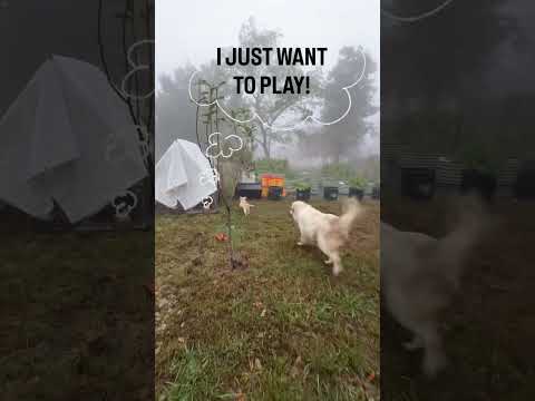 #animalshorts #farmlife  #homesteading