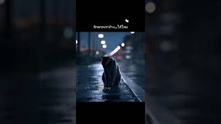 รักพวกเราบ้าง..ได้ไหม #aidiary #aiart #ai #cat #blackcat