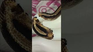 🤍🐍#piedballpython#snake #viralvideo #foryou #reptiles #animals #fypシ