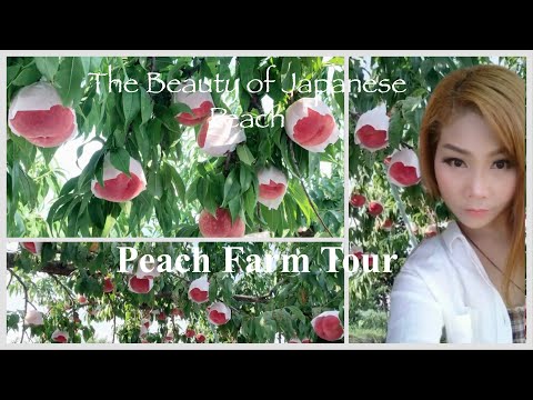Peach Farm Tour/The Beauty of Japanese Peach #peach #farmtour #livinginjapan #japanvlog #vlog