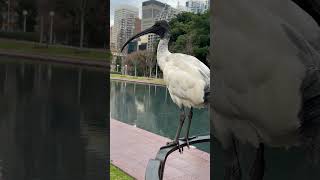 The Call Of The Bin Chicken: Australian White Ibis Song 🐦📣🤣 #australianbirds #birdsounds