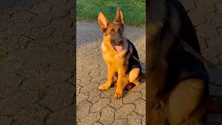 Kaiser #germanshepherd #puppy #dog #fyp #doglife #cute  #shorts  #walk#puppylove #germany #gsd #pets