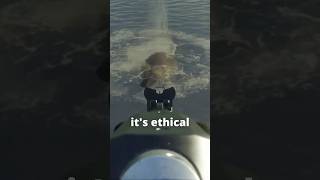 The BEST way to hunt beavers 🦫🔫 | theHunter: Call of the Wild